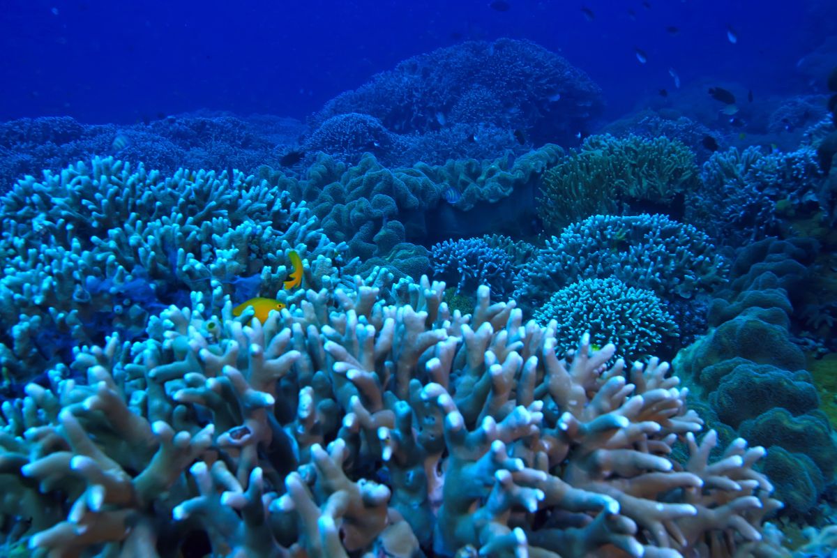 Exotic-Marine-Lifet2a