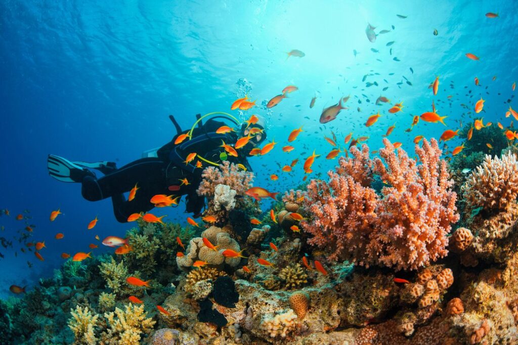 scubadivinggalleryt2a
